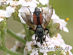 eriothrix rufomaculata